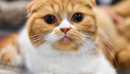 Конкурс рисунков «Кошачий мир»
