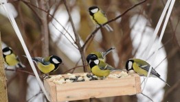 Экологический праздник «Синичкин день
