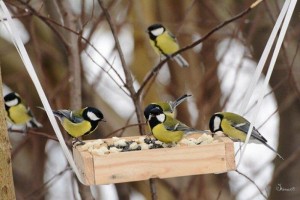 Экологический праздник «Синичкин день