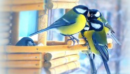 Познавательно-развлекательная программа «Синичкин день»