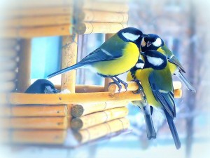 Познавательно-развлекательная программа «Синичкин день»