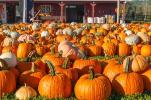 День тыквы
