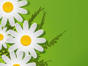 Игровое шоу и головоломки «Магия ромашкового веселья»