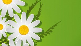 Игровое шоу и головоломки «Магия ромашкового веселья»