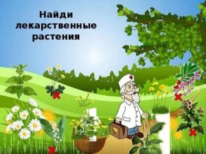Познавательная программа «В стране лечебных трав»