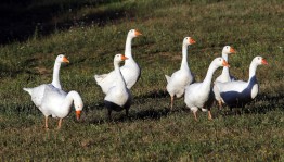 Обряд «Каз эмэсе»