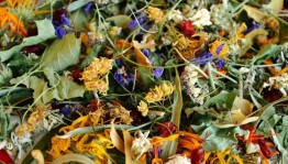 Экскурсия в лес «Лечебные травы»