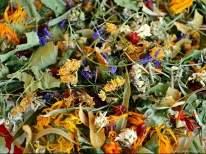 Экскурсия в лес «Лечебные травы»