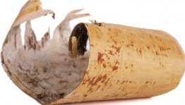 23 сентября - Всемирный день жевательной резинки. Приготовление «Жвачку из бересты»