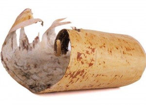 23 сентября - Всемирный день жевательной резинки. Приготовление «Жвачку из бересты»