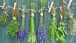 Мастер-класс по сбору и хранению лекарственных трав «Целебная сила растений»