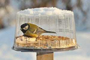 Экскурсия «Угощение для птиц»