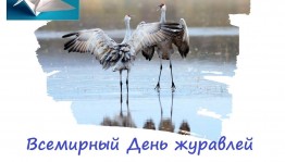 «Всемирный День журавлей»