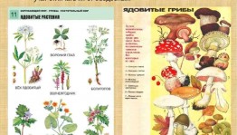 «День ядовитых грибов и растений»