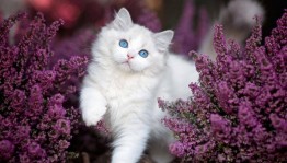 Беседа «Мир кошек»
