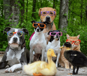 Видеосалон «Эти забавные животные»