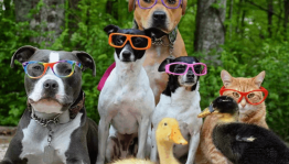 Видеосалон «Эти забавные животные»