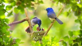 «Каждой пичужке – своя избушка»