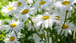 Развлекательная программа для молодежи – «Ромашка для любимой»