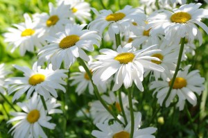 Развлекательная программа для молодежи – «Ромашка для любимой»