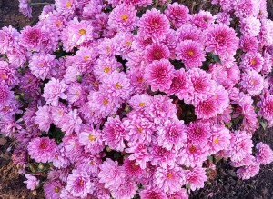 Выставка поделок и цветов «Осенние Чудеса»