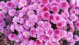 Выставка поделок и цветов «Осенние Чудеса»