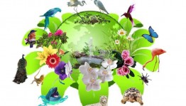 Экологически- игровой час «В мире животных»