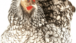 Акция «Курочка Ряба»