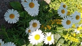 Книжная выставка «Ромашковый день»