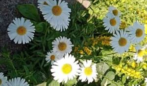 Книжная выставка «Ромашковый день»