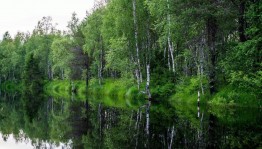 Познавательная беседа «Береги лес!»