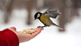 Экологическая акция «Синичкин день»