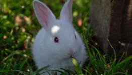 Мастер-класс по живописи гуашью «Белый кролик»