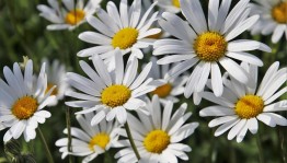 Литературно-познавательный час «Я несу букет ромашек»