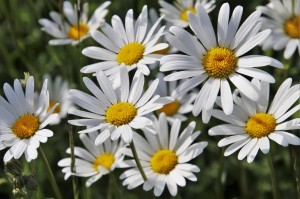 Литературно-познавательный час «Я несу букет ромашек»