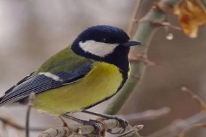 Акция «Синичкин день».