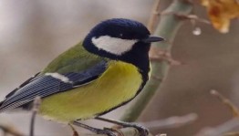 Акция «Синичкин день».