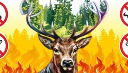 Профилактическая программа«Берегите лес от пожара»