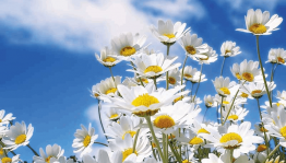 Программа «Ромашка–символ дня семьи, любви и верности»