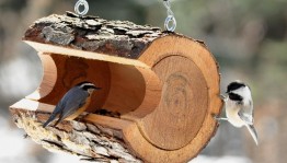 Экологическая акция «Кормушка для птиц »