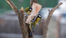 Экологическая акция «Кормушка для птиц»