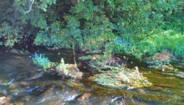 Эко-путешествие «В лес по загадки»