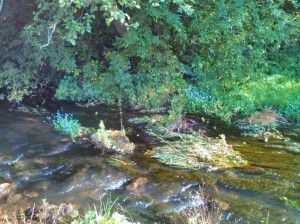 Эко-путешествие «В лес по загадки»