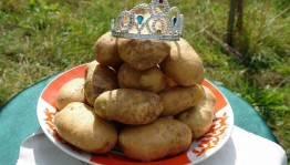 Праздник урожая «Картофельный бум»