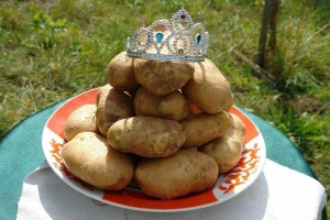 Праздник урожая «Картофельный бум»