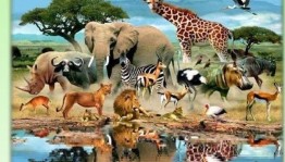 Викторина «Эти забавные животные»