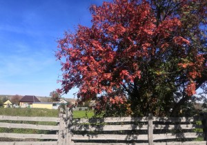 «Рябинушка красная»