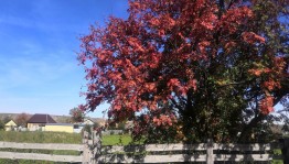 «Рябинушка красная»