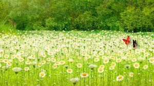 Развлекательная программа «Летняя феерия»