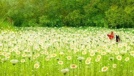 Развлекательная программа «Летняя феерия»